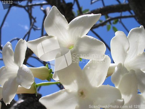 Image of Madagascar Jasmine