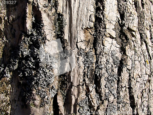Image of bark