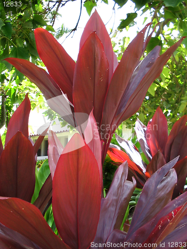 Image of Red Hawaiian Ti (Ki) Plant