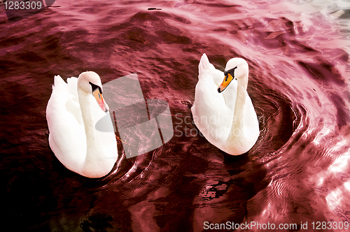 Image of Swans