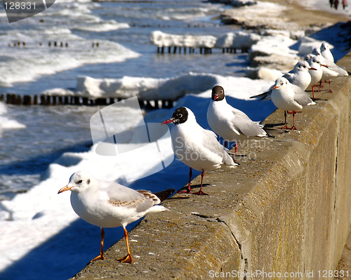 Image of seagulls