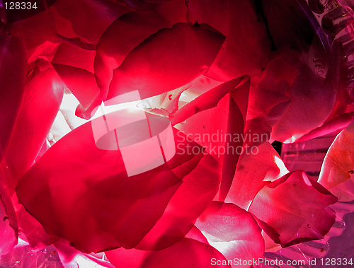 Image of rose petals