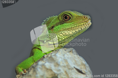 Image of iguana 