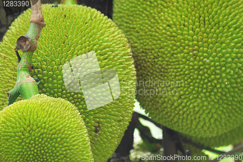 Image of tropical jackfruit 