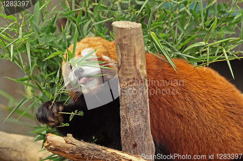 Image of Red Panda