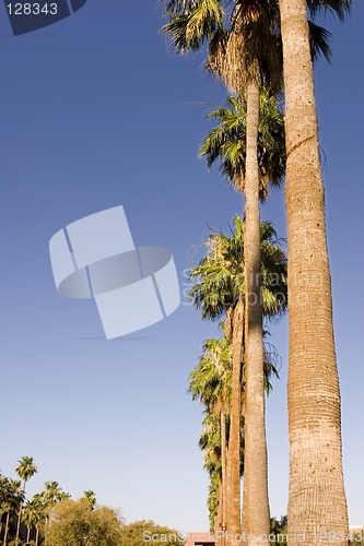 Image of Palm Trees in a Row from the Ground