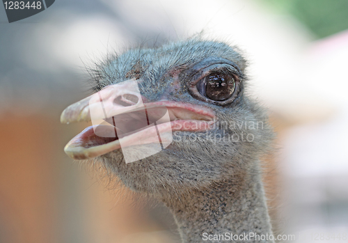 Image of close-up on a ostrich's head