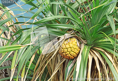 Image of tropical jackfruit