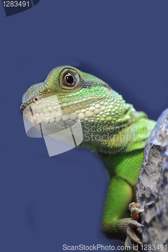 Image of iguana 