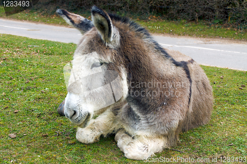 Image of Tired Donkey