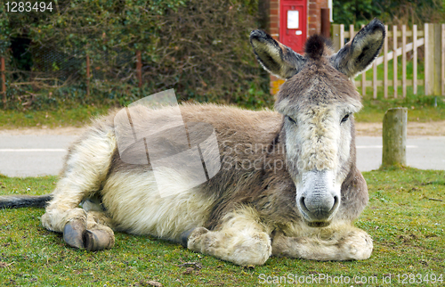 Image of Resting Donkey