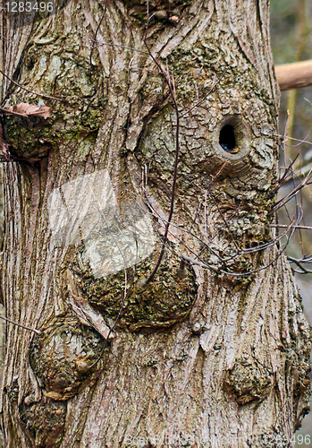 Image of Face of a Trunk