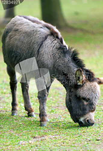 Image of Donkey Grazing