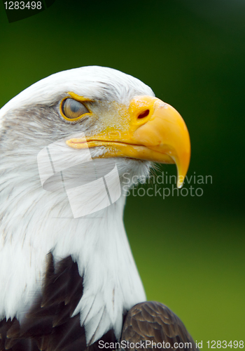 Image of Bald Eagle