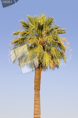 Image of Palm Tree