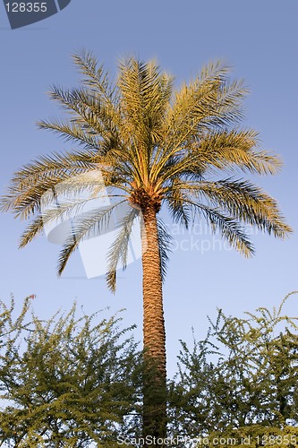 Image of Palm Tree