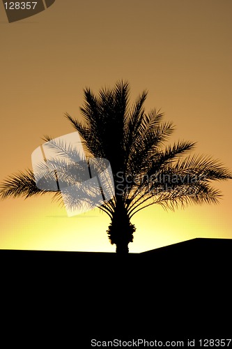 Image of Palm Tree Silhouette During Sunset