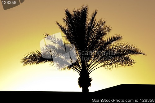 Image of Palm Tree Silhouette During Sunset