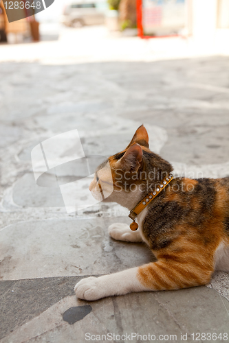 Image of Greek cat in an alley