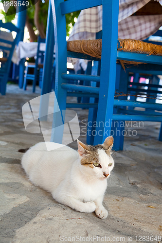 Image of Greek cat in restaurant