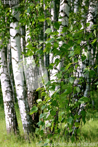 Image of branch of a birch tree