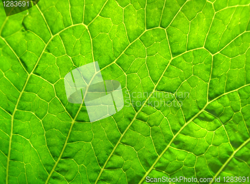 Image of green leaf texture      