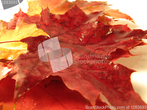 Image of beautiful colored fall leaves with water drop