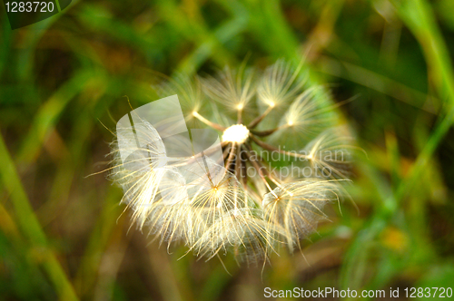 Image of Dandelion blowing seeds