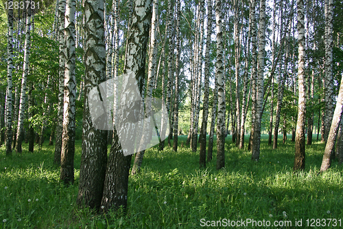 Image of birch trees