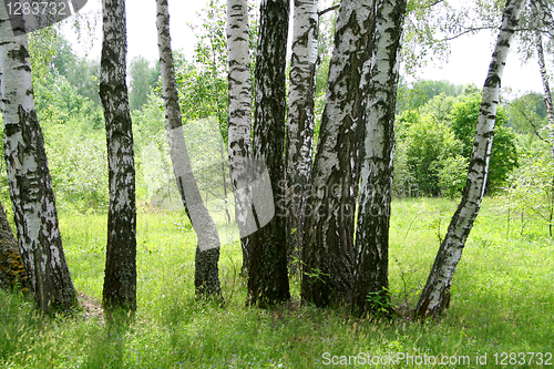 Image of birch trees 