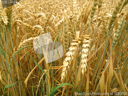 Image of grain field