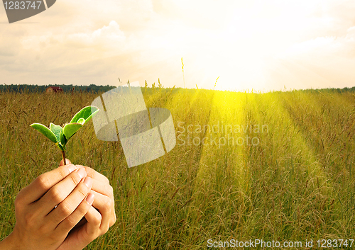 Image of plant in hand