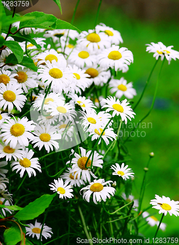 Image of Green grass with daisy flowers
