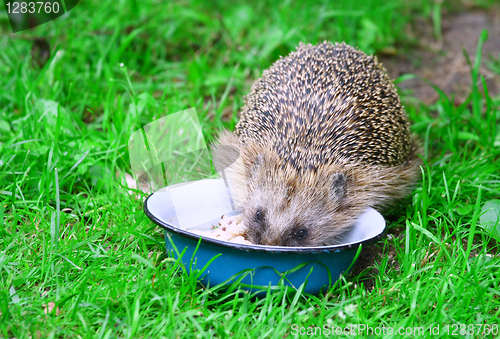 Image of  Hedgehog