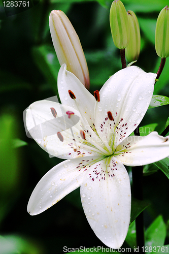 Image of White lily with raindrops