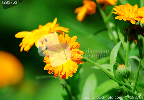 Image of Orange flowers with raindrops