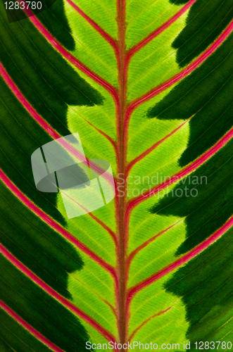 Image of Green leaf with red veins 