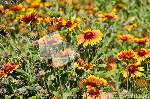 Image of Daisy flowers