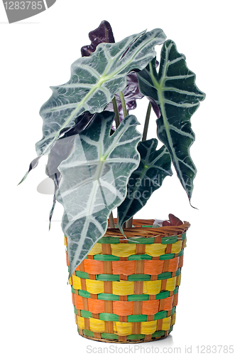 Image of Houseplant