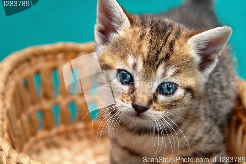 Image of Adorable kitty in basket