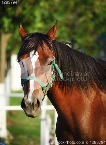 Image of Chestnut horse