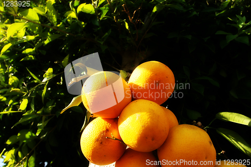 Image of Fresh Oranges