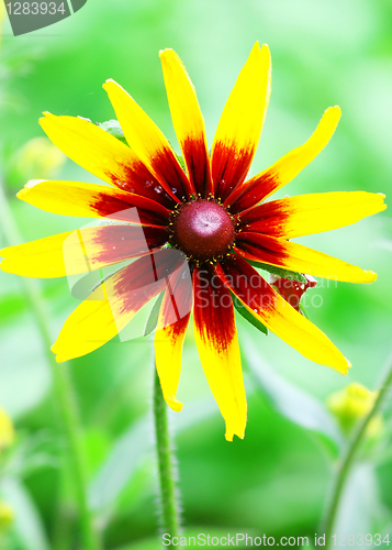 Image of Yellow Flower