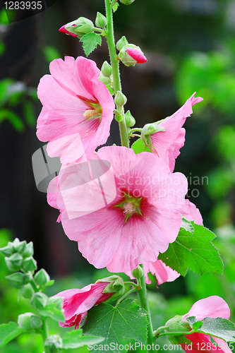 Image of Pink malva Silvestris. Mallows