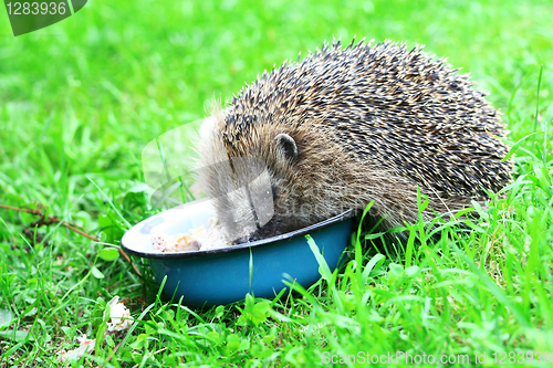 Image of Hedgehog