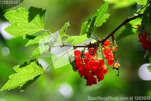 Image of Red currants