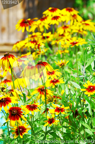 Image of Yellow flowers