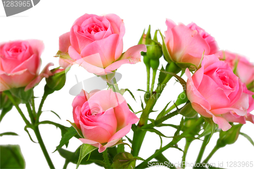 Image of Bush with pink roses and green leafes