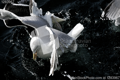 Image of Seagull