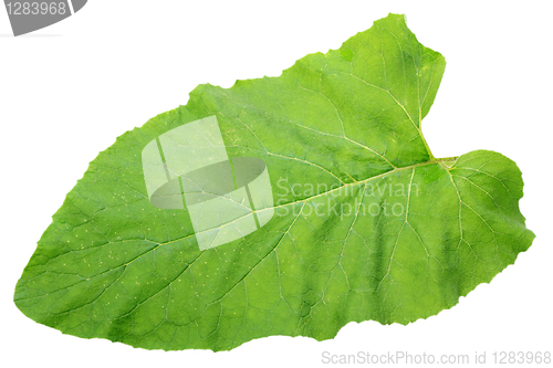 Image of One green isolated leaf